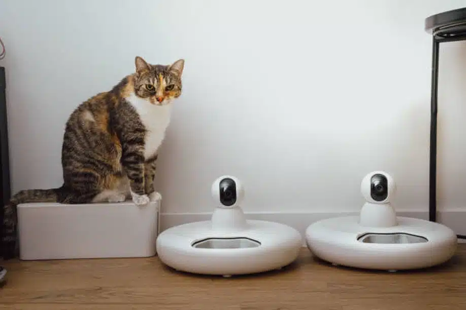 Cat sitting beside two smart pet feeders
