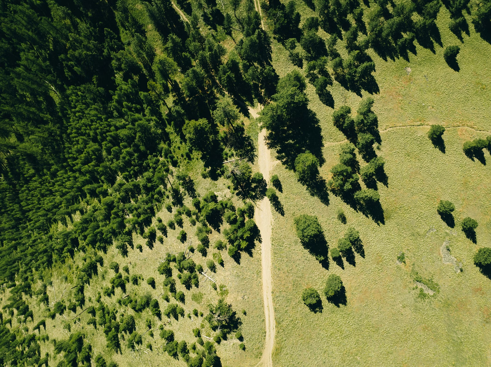 Aerial view of a dirt path running through a grassy landscape with scattered trees and a dense forest on one side.